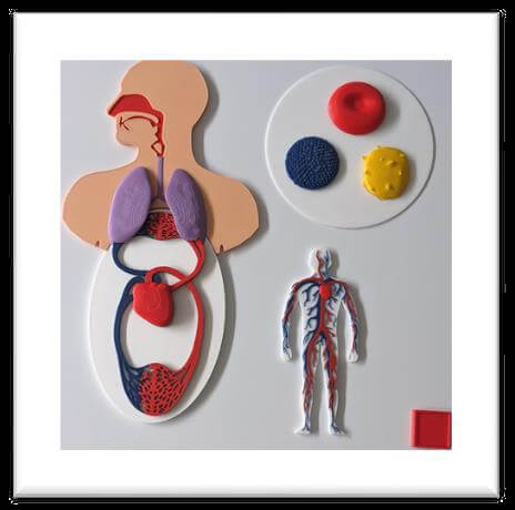 Na reliéfnom obrázku sú znázornené niektoré vnútorné ľudské orgány ako srdce, pľúca či cievy.