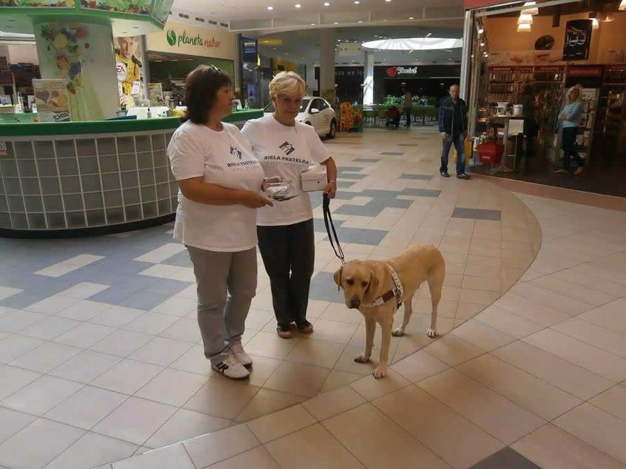 Iveta s asistentkou v tričkách Biela pastelka s vodiacim psom a zbierkovou pokladničkou stoja v koridore nákupného centra.